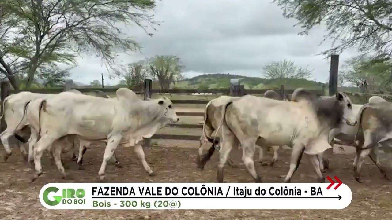 BOIADA SUPLEMENTADA A PASTO ATINGE 20 ARROBAS NA BAHIA; CONFIRA