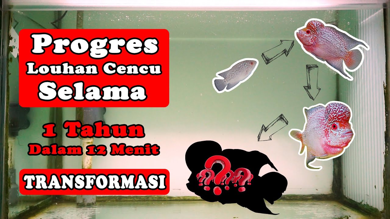 Progres Ikan Louhan Cencu Selama 1 Tahun | Flowerhorn Fish Growth for 1 year