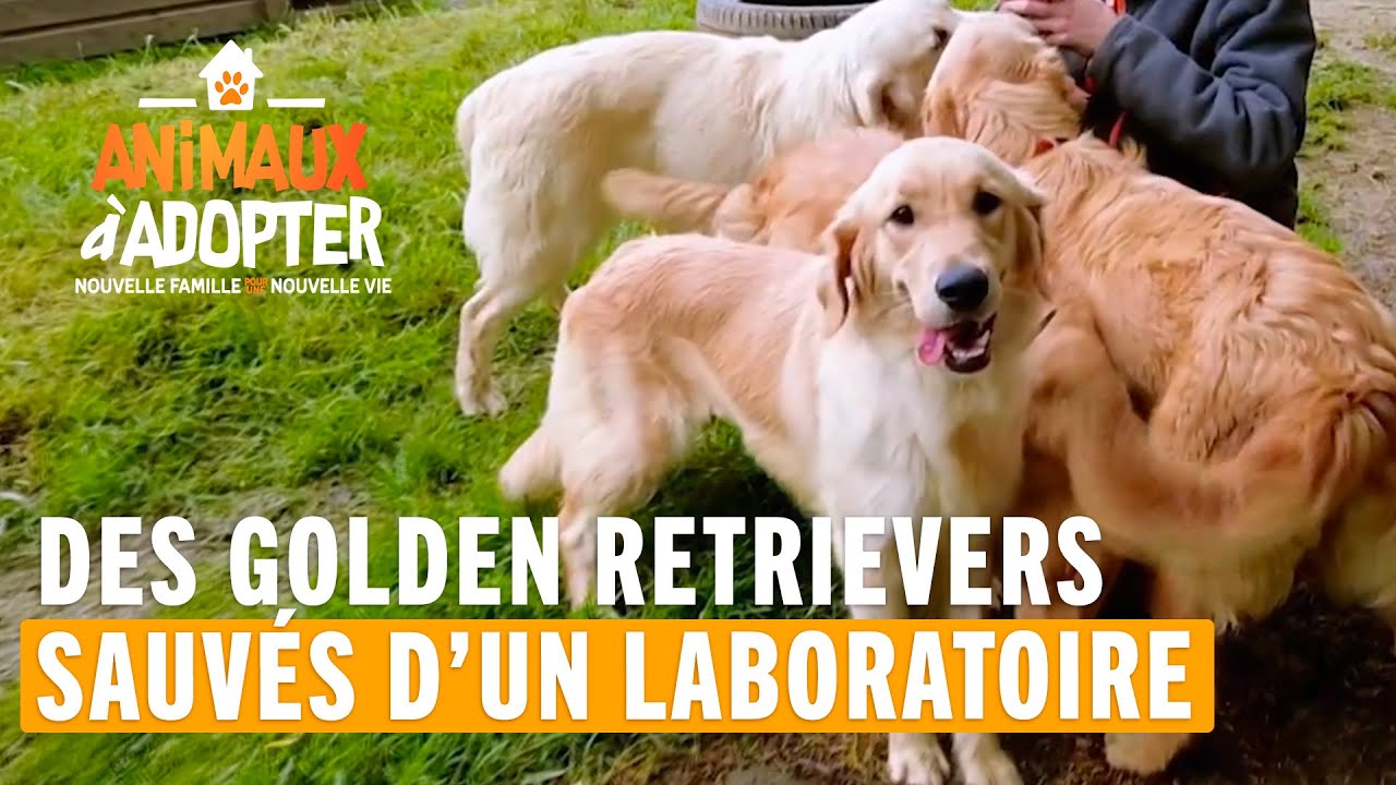 Des Goldens Retrievers sauvés d'un laboratoire - Animaux À Adopter