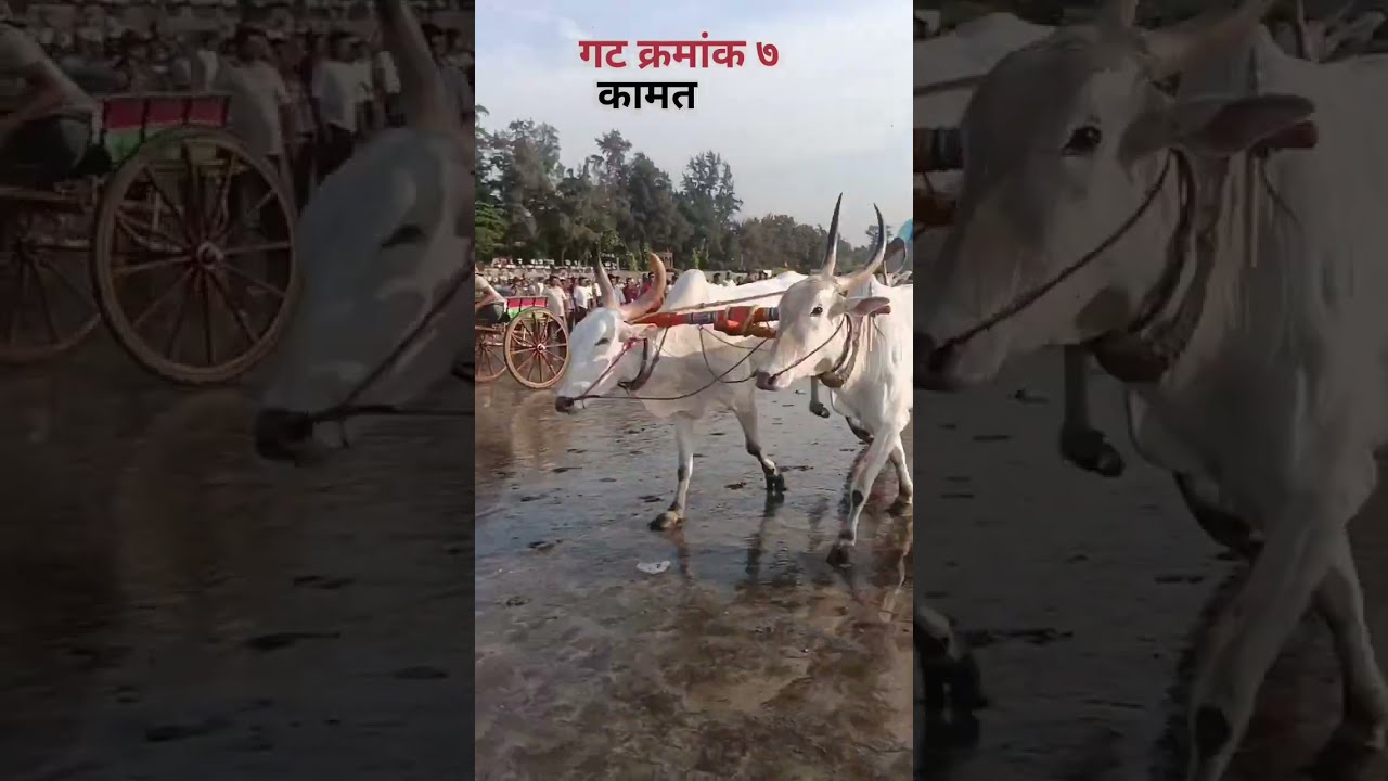21 December 2025 नाद एकच बैलगाडा शर्यत प्रेमी नाद करा पण आमचा कुठं नाद केला पण वाया नाही गेला 
