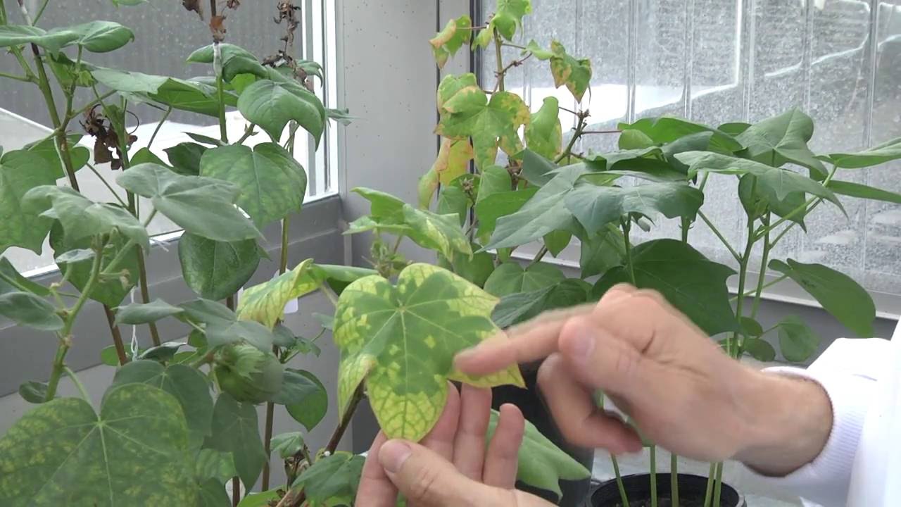 Identifying cotton bunchy top disease
