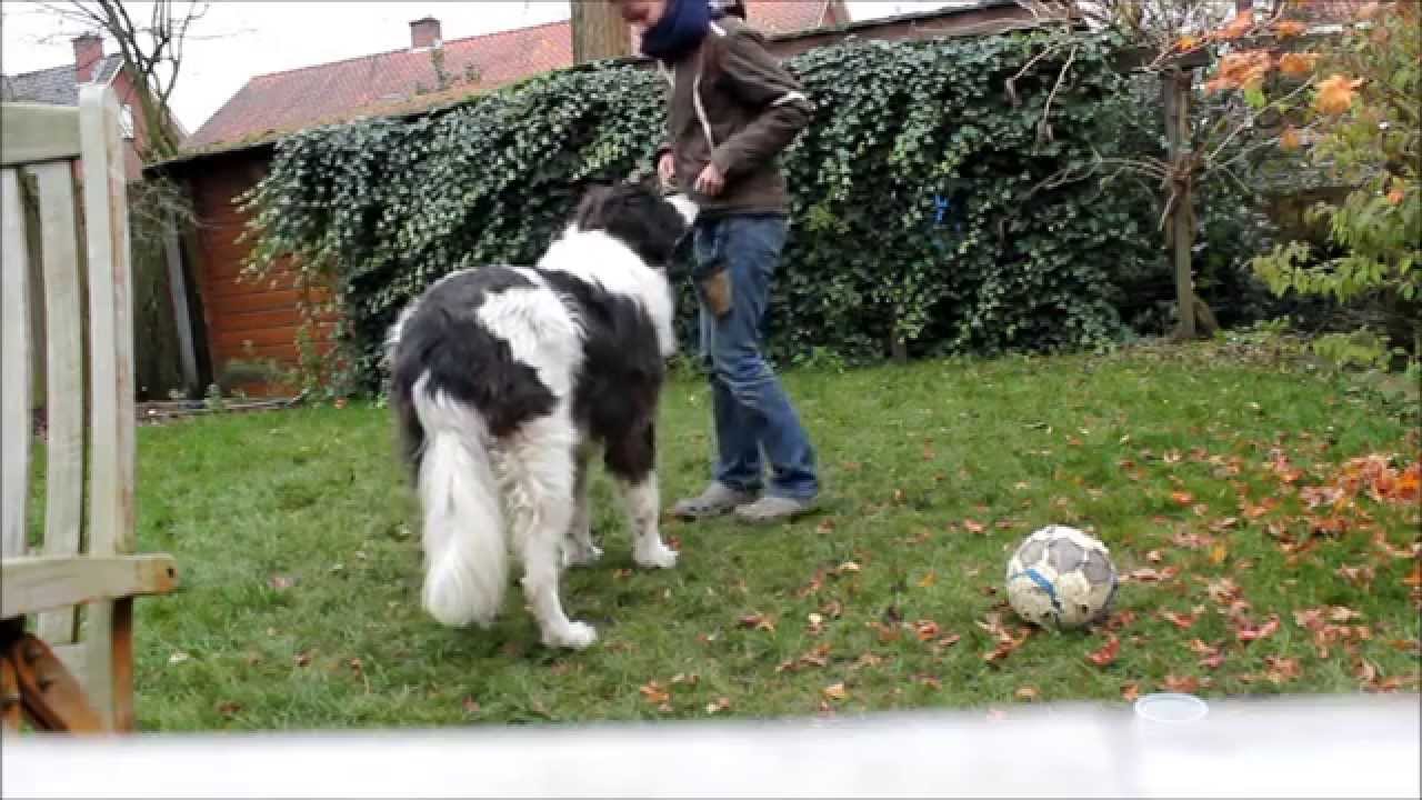 Trick training with Landseer ECT Indra
