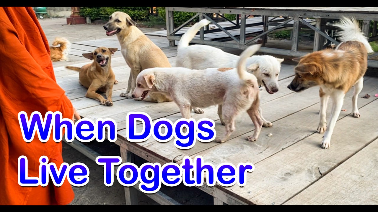 When Dogs Live Together | Adorable Dogs Living Together | Funny & Cute Dog Moments 🐶