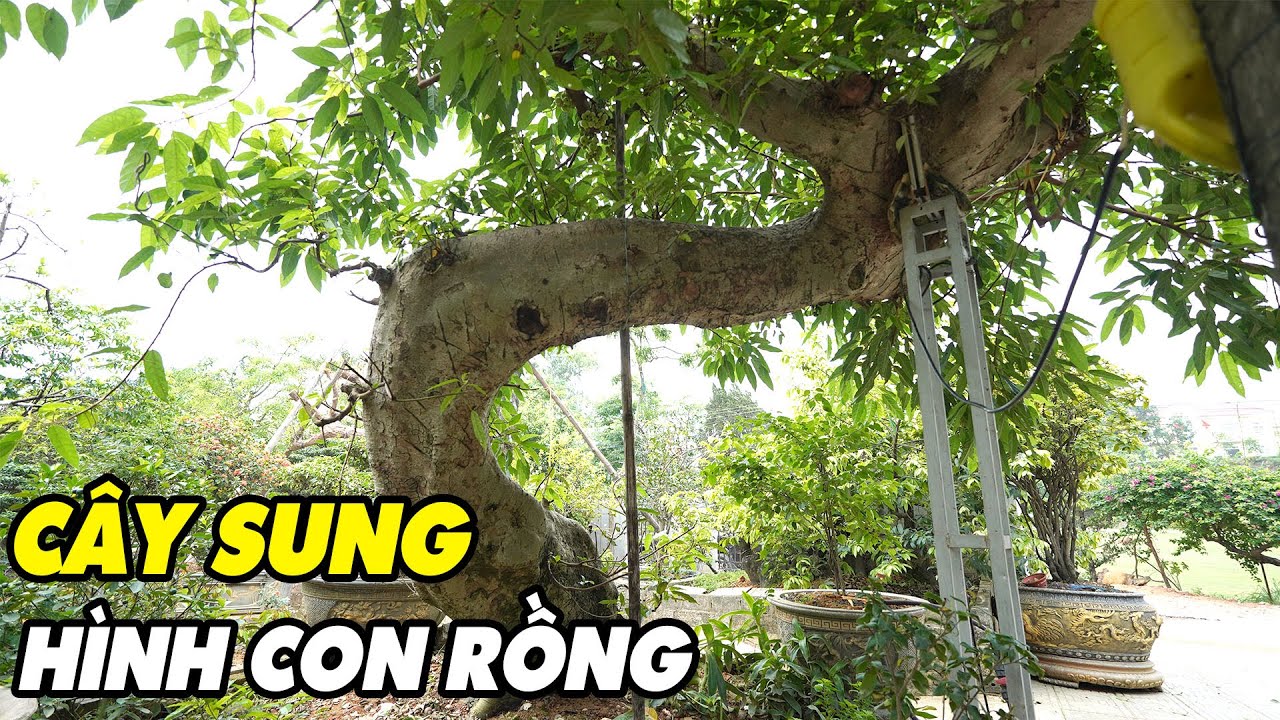 Phát hiện cây Sung hình con rồng có 1 - 0 - 2 ở Phú Thọ