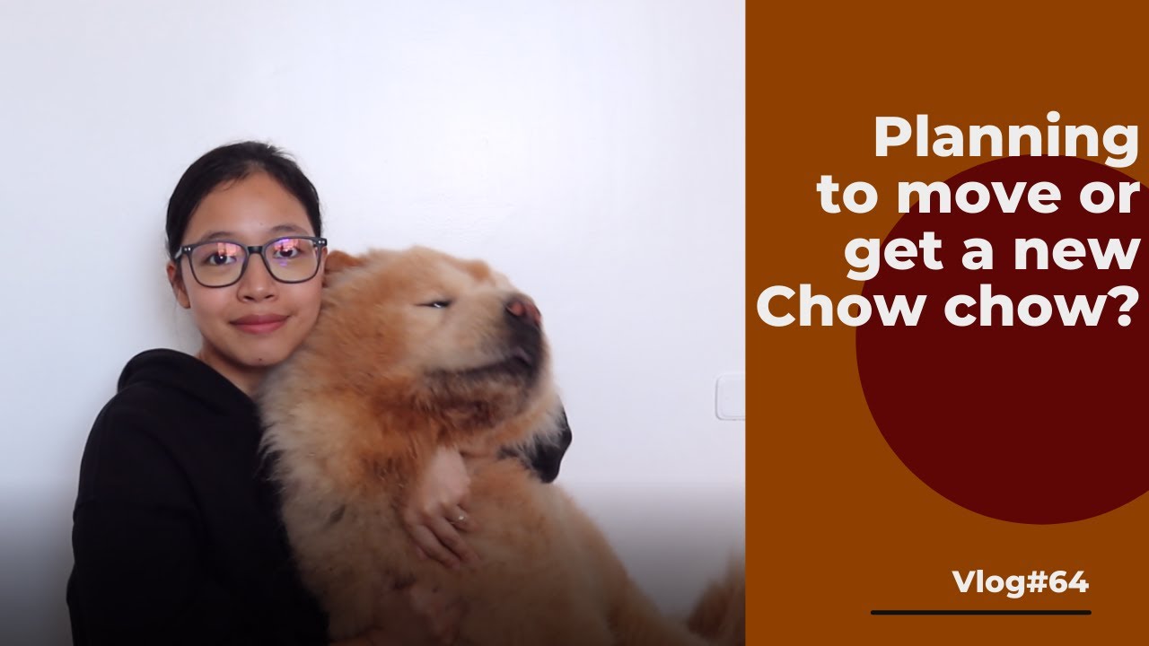 Tips in having a new puppy or moving a dog in a new home | CHOWCHOW EDITION | Vlog#64