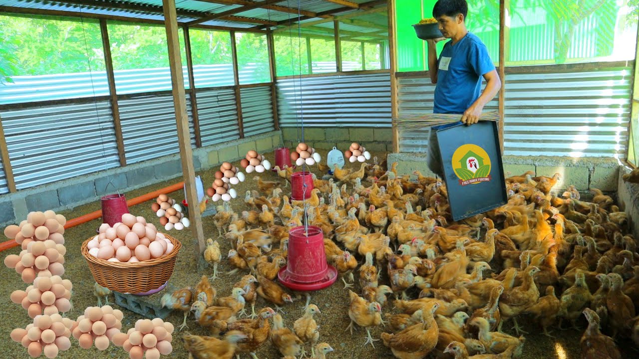 Free Range Farming│Thousands of farm animals!! How to improve low hatchability rate of chicken eggs
