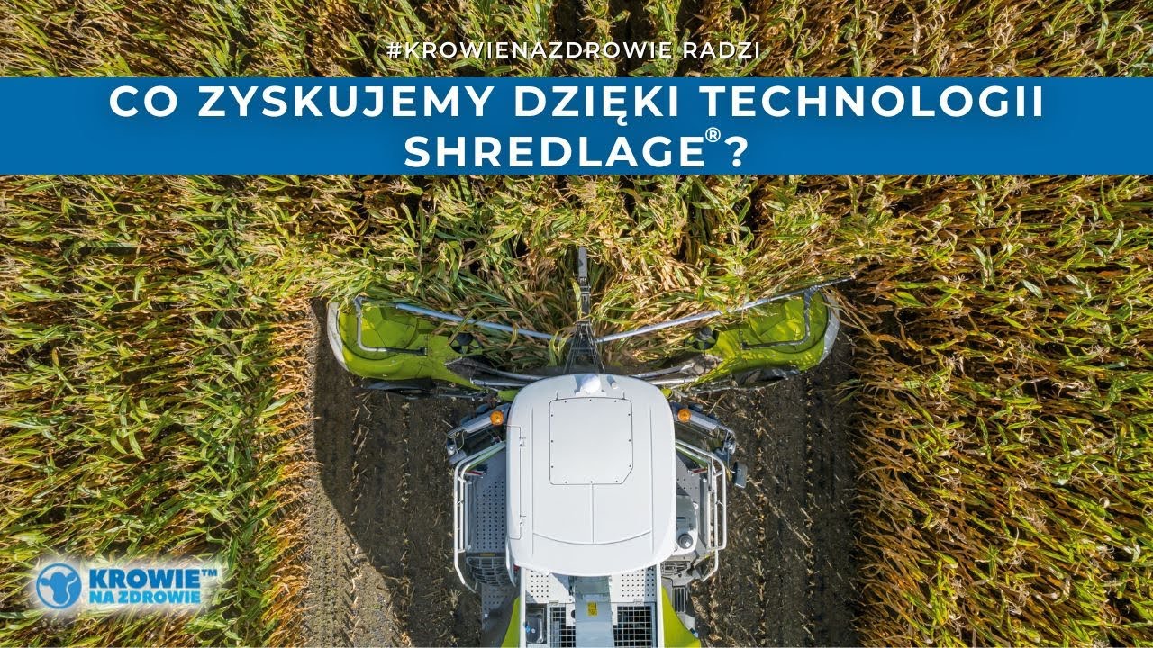 Technologia #SHREDLAGE® 🌽 - czym jest, jak działa i ile zyskuje hodowca? | Krowie Na Zdrowie radzi