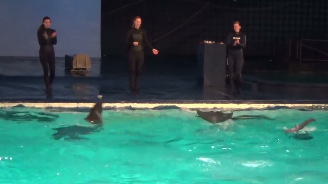 Oceanica dolfinarium official part 1