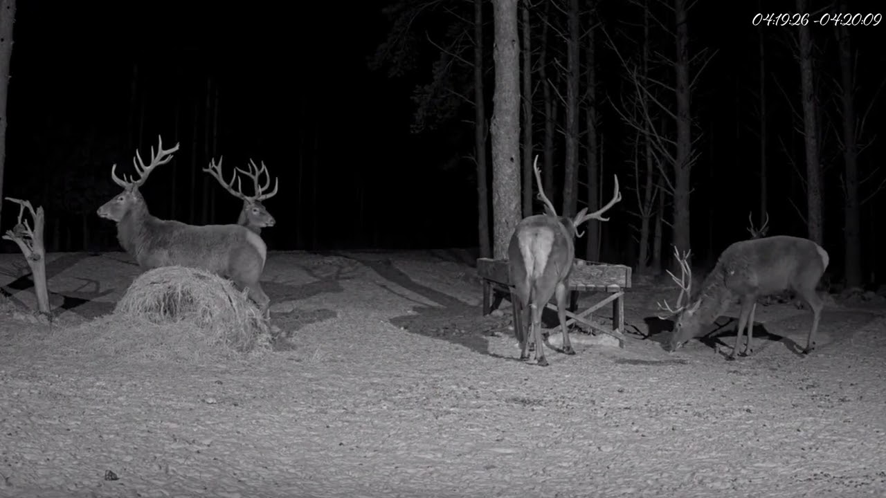 Red deer Cam Estonia 2026/02/03