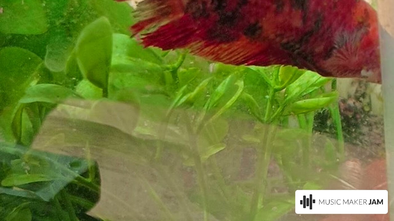 Steve the Fish
