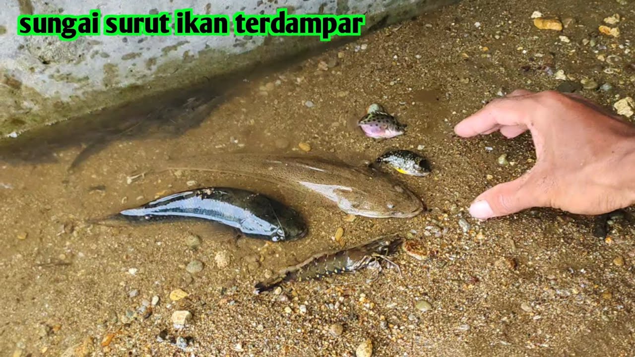 SUNGAI TIBA TIBA SURUT PARA IKAN TERDAMPAR