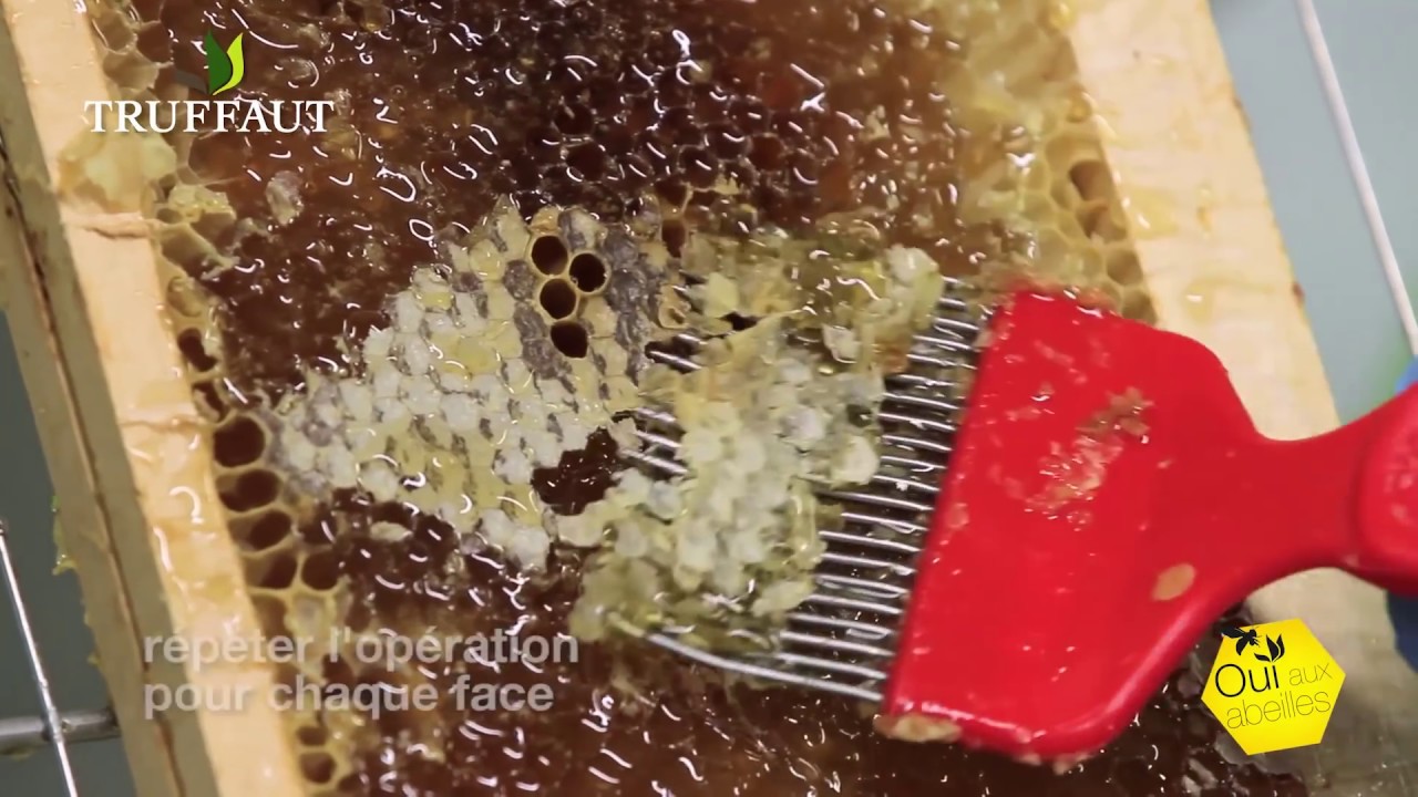 Apiculture : comment extraire le miel ? - Truffaut