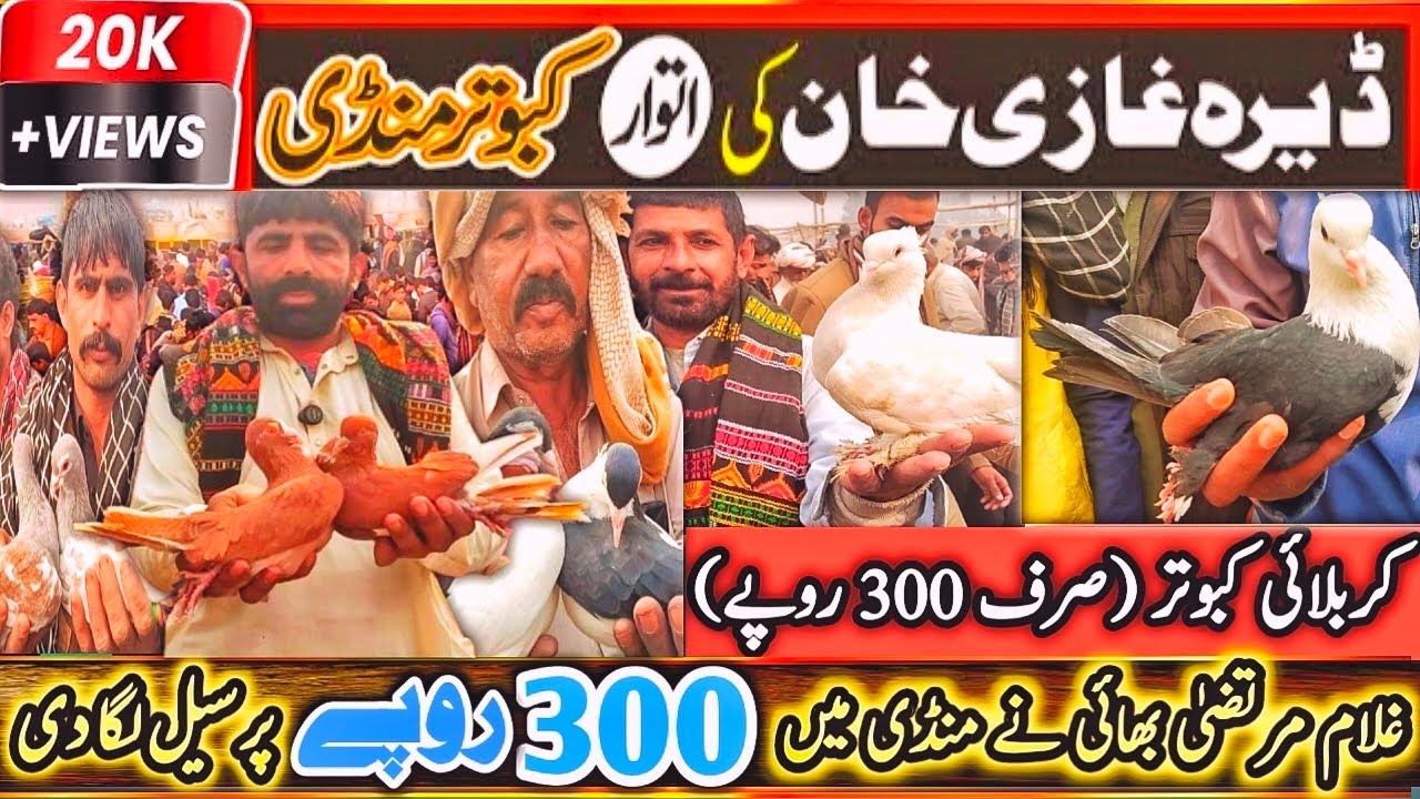 Kabootar Mandi | DGKhan Latest Update 31Vlog | DGKhan Kabutar Mandi | Mandi Mai Kabuter 300 Pr SeLL 
