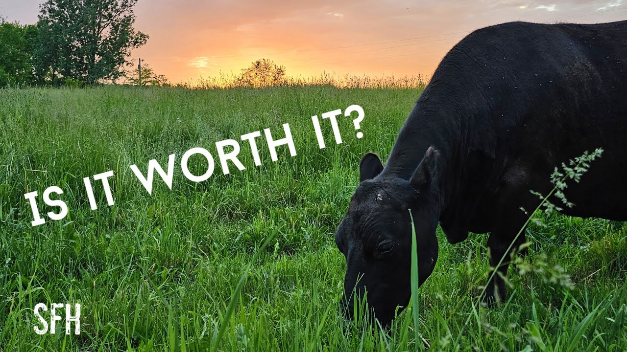 Investing in Breeding Stock | Is it worth it?
