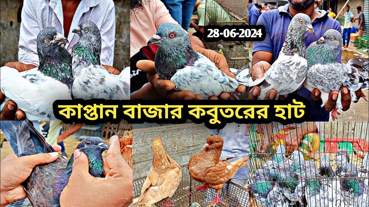 28-06-2024  কাপ্তান বাজার কবুতরের হাট। বিশাল কবুতরের হাট। কম দামে কবুতর কিনুন। Kaptan bazar. pigeons