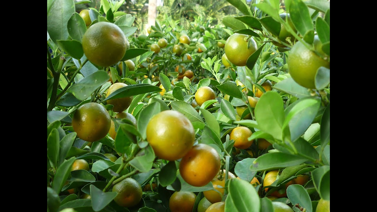 Good Morning Kuya:  Health and beauty benefits of calamansi