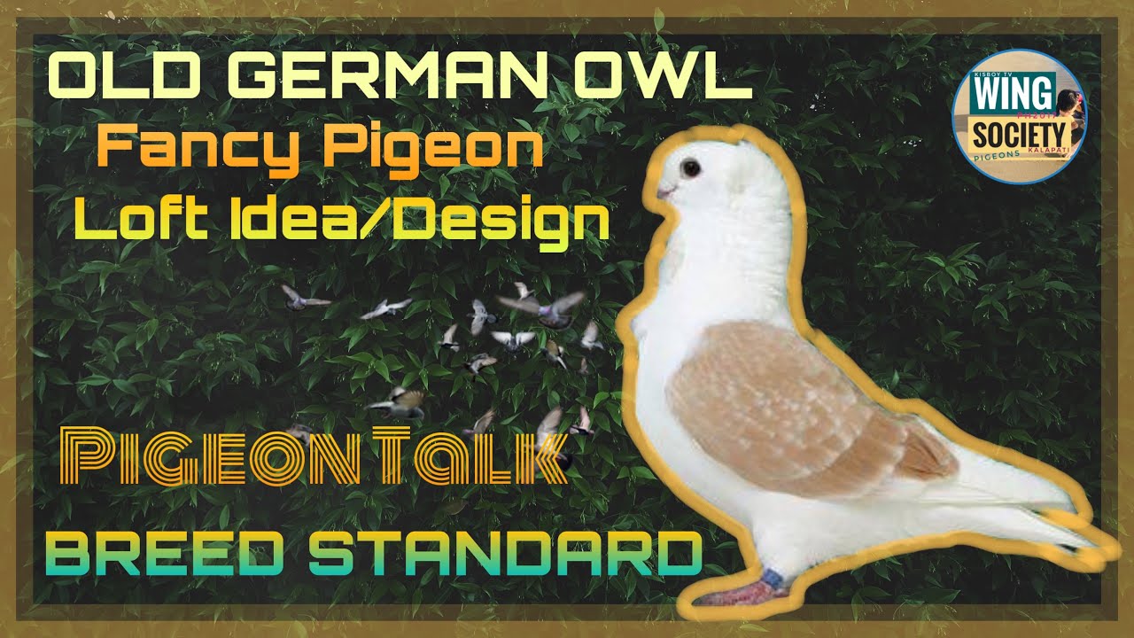 Old German Owl - All About this Breed by Golubovi Galebici - Loft Design/Ideas - WingSocietyPH