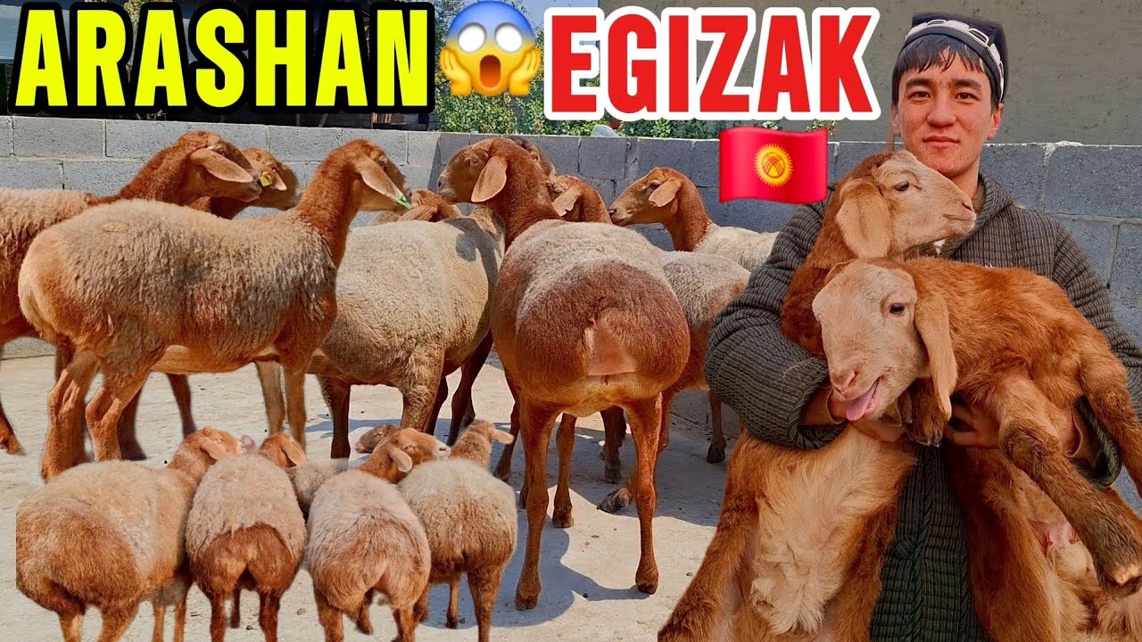 DOPPILI BOLAGA ARASHAN BOGʻOZ GIGANT EGIZAKLARIDAN ARZON BERVORDI😱👍