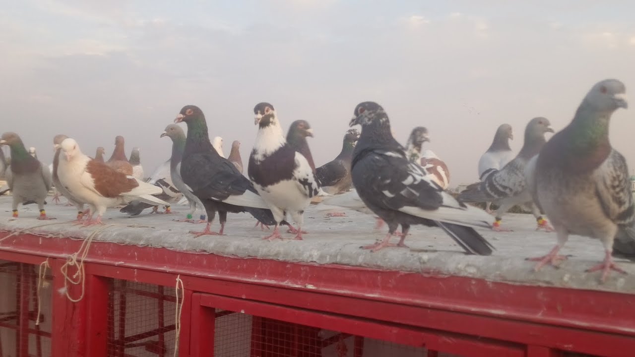 Kabootarbazi Pigeon Ka Shooq 28/12/2025 اج کبوتر بازی لڑائیاں کا شوق 