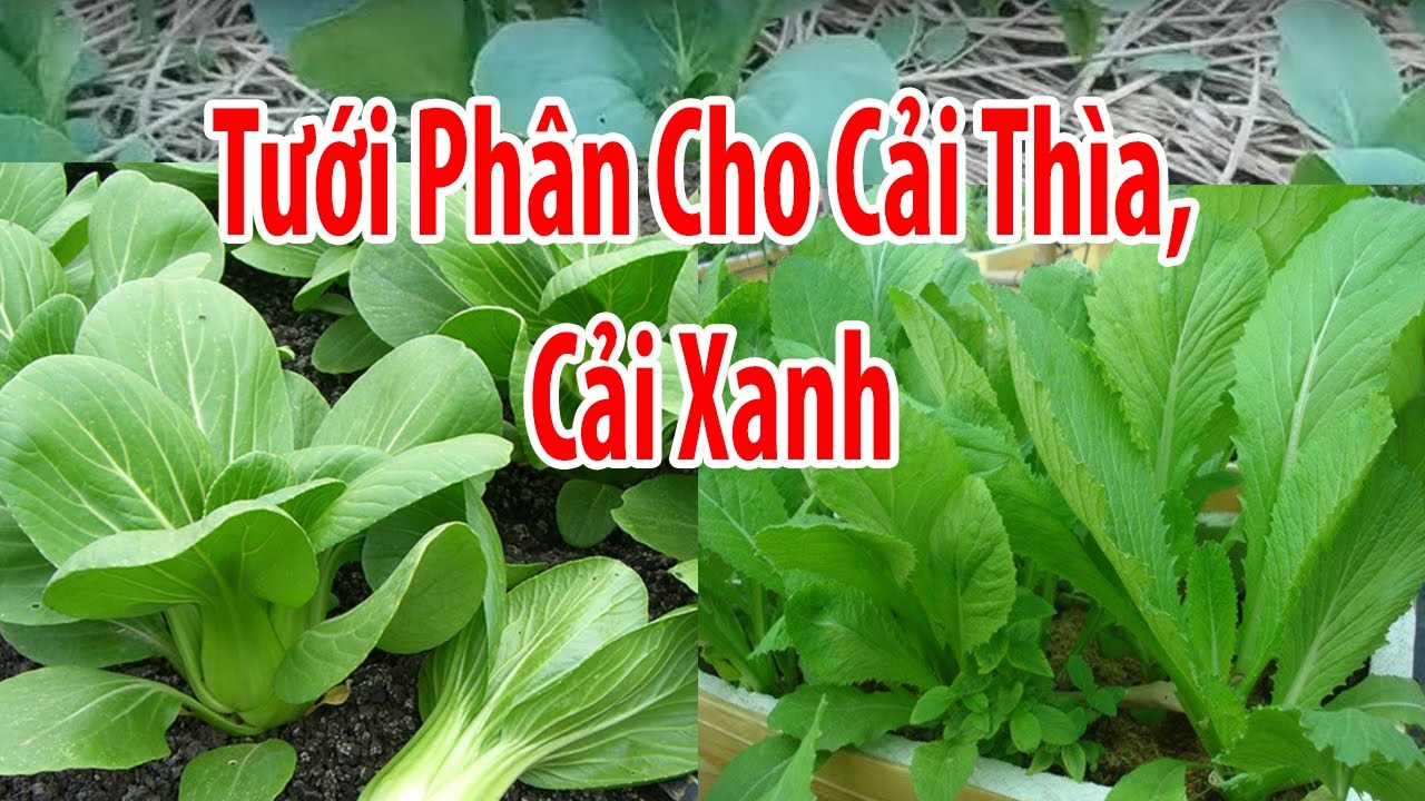 Tươi phân cho cải thìa, và cải xanh các loại