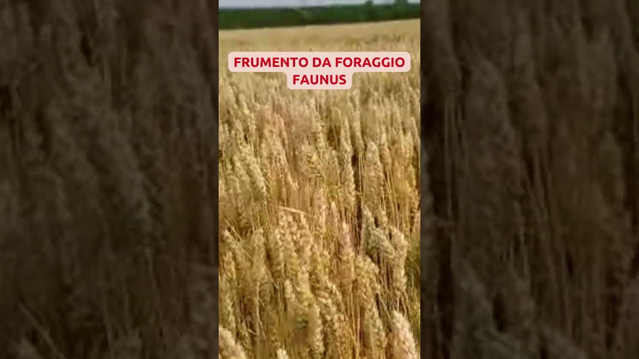 Frumento da foraggio Faunus - Sementi Autunno Vernini - Il Buon Fattore Tecnozoo