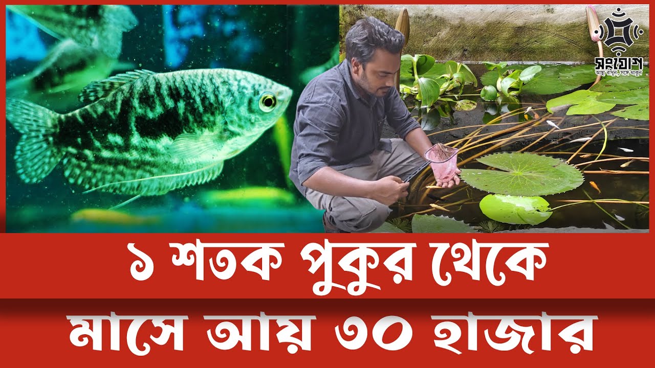 অবিশ্বাস্য! এক শতক জমি থেকে মাসে আয় ৩০ হাজার টাকা