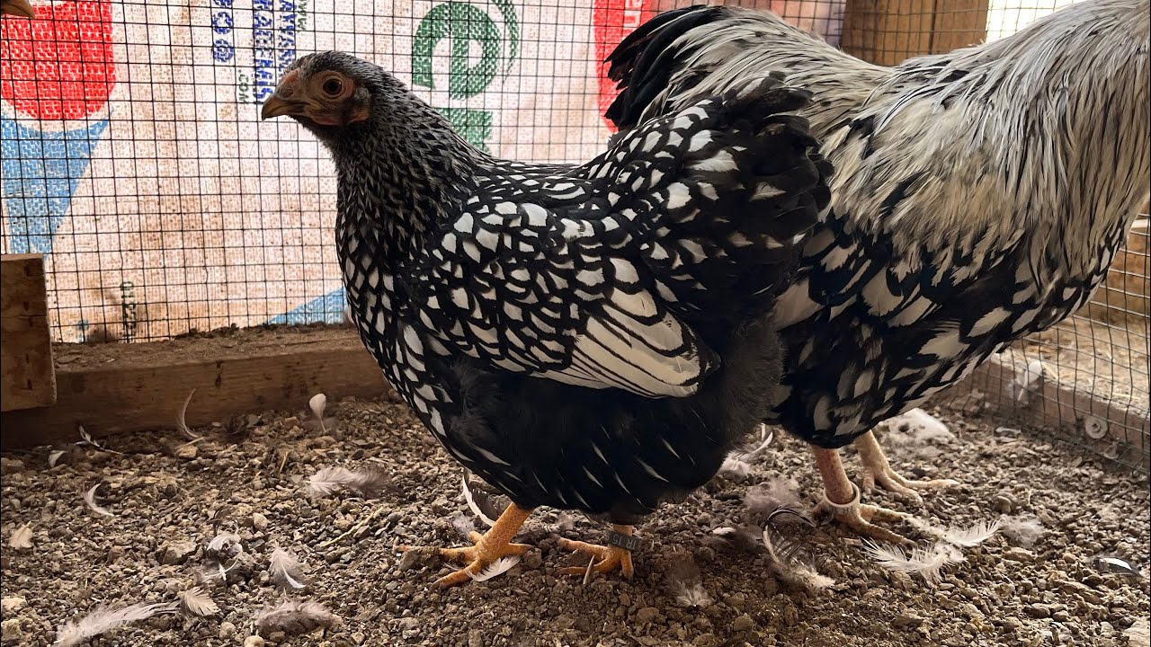 Silver Laced Bantam Wyandotte / Bu Irkı Kesin Besleyin / Kümeste Son Durum / Hintler Alıştı / #hint