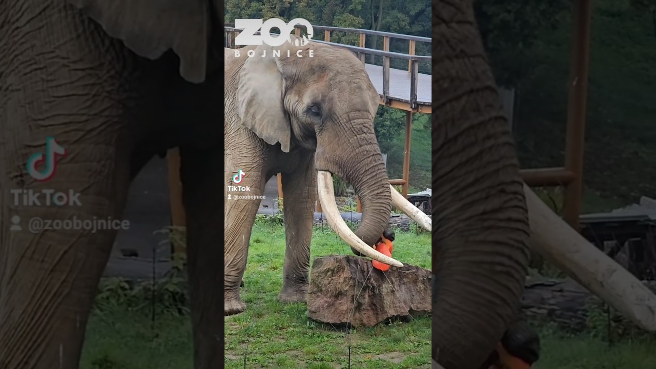 🎃🐘TEKVICOV&Eacute; PREKVAPENIE PRE SLONY. #zoobojnice #slon #enrichment #africanelephant #pumpkin
