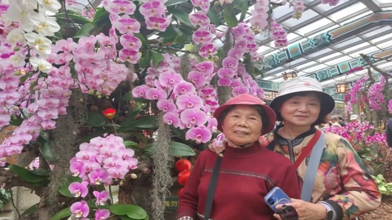 20260227士林官邸鬱金香花展_鴻蘭攝 +【花與影】《鬱金香》+《鬱金香》