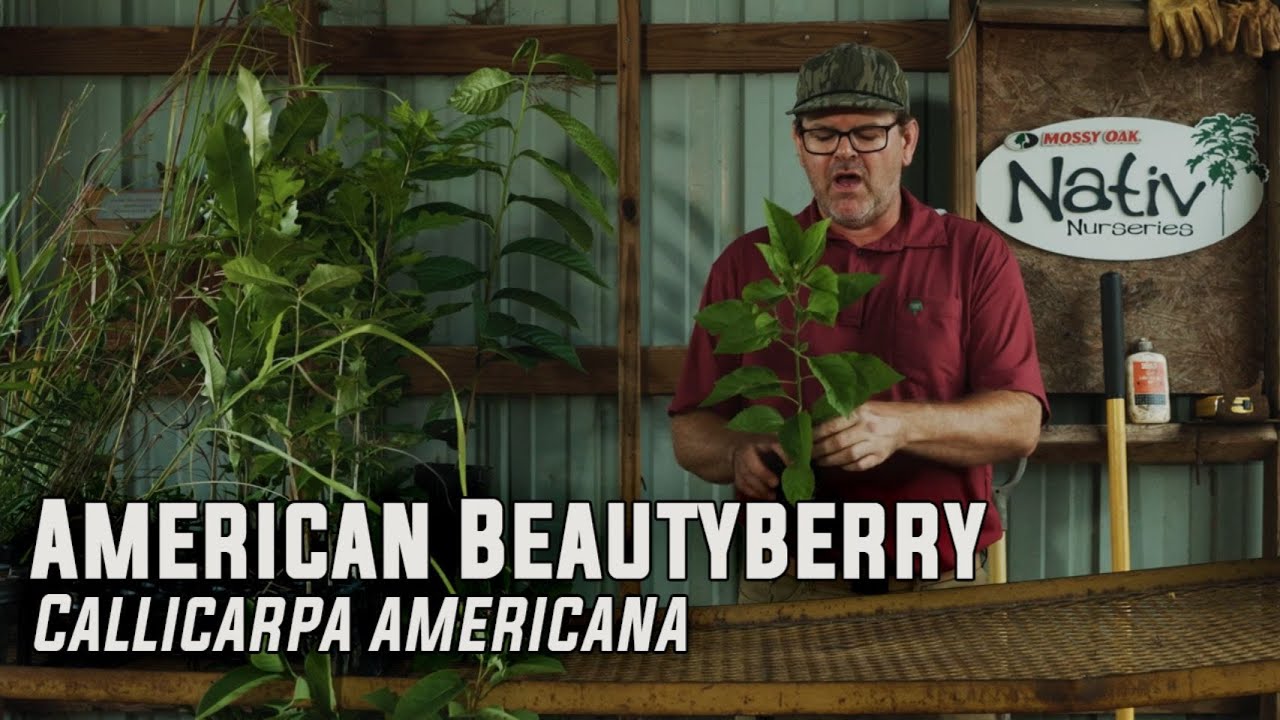 American Beautyberry | Butterfly and Bee Attracting Perennial That Produces Loads of Purple Berries
