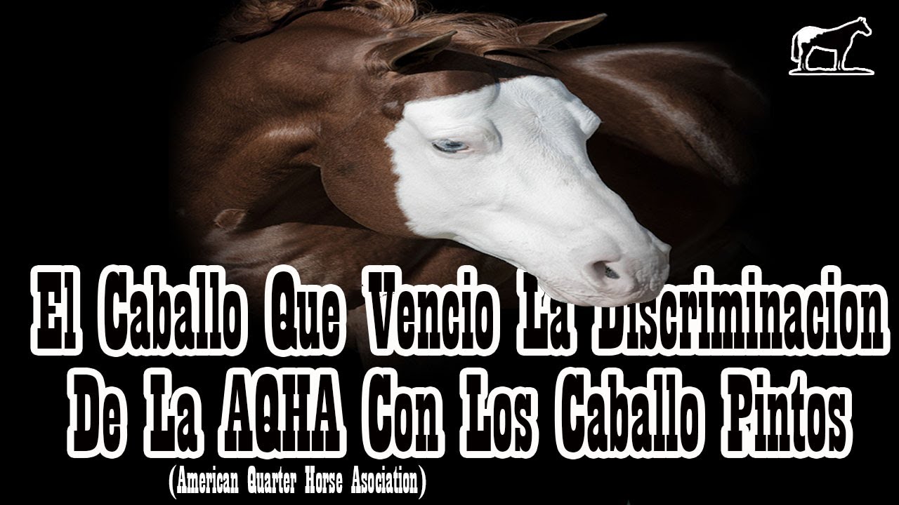 GUNNER GUNNER GUNNER (Colonel Smokin Gun)🐴-Del Cerro Soy