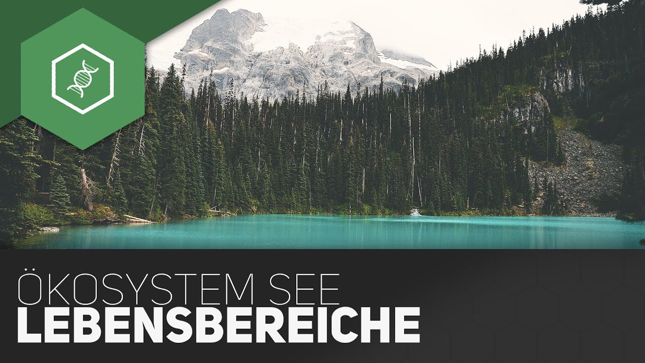 &Ouml;kosystem See -  Lebensbereiche