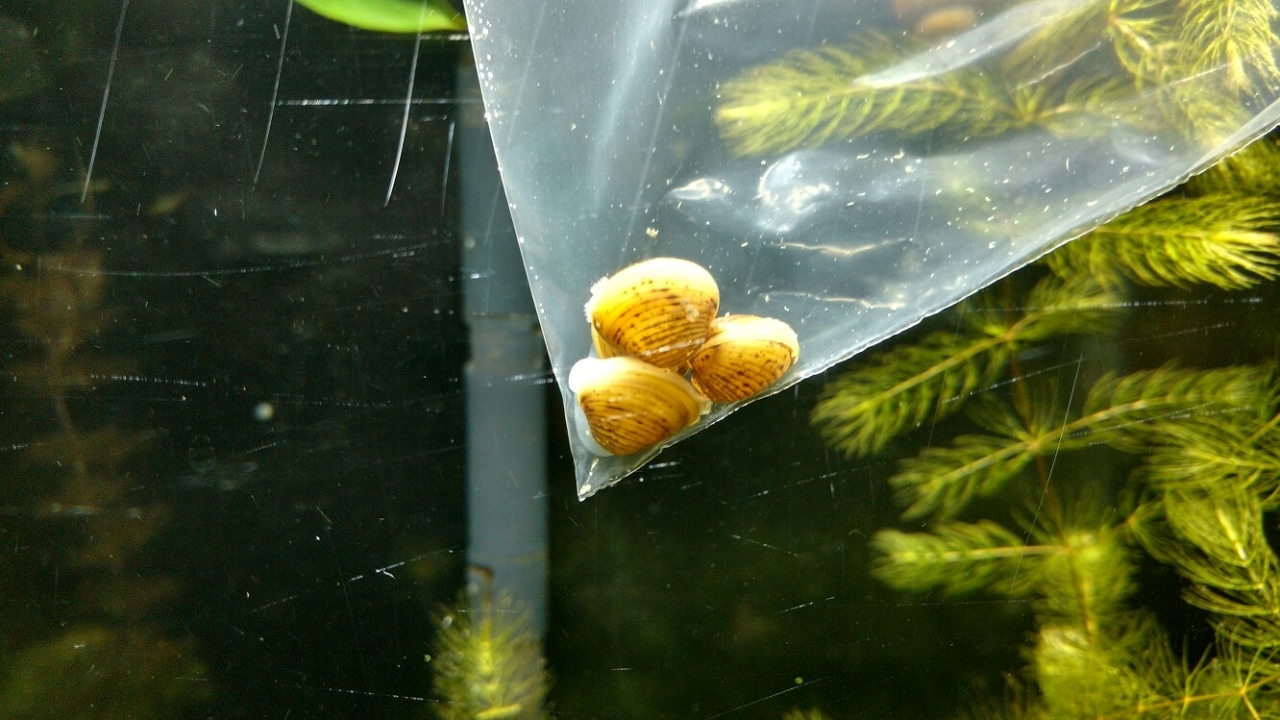 Almejas para nuestro acuario de agua dulce un filtro natural