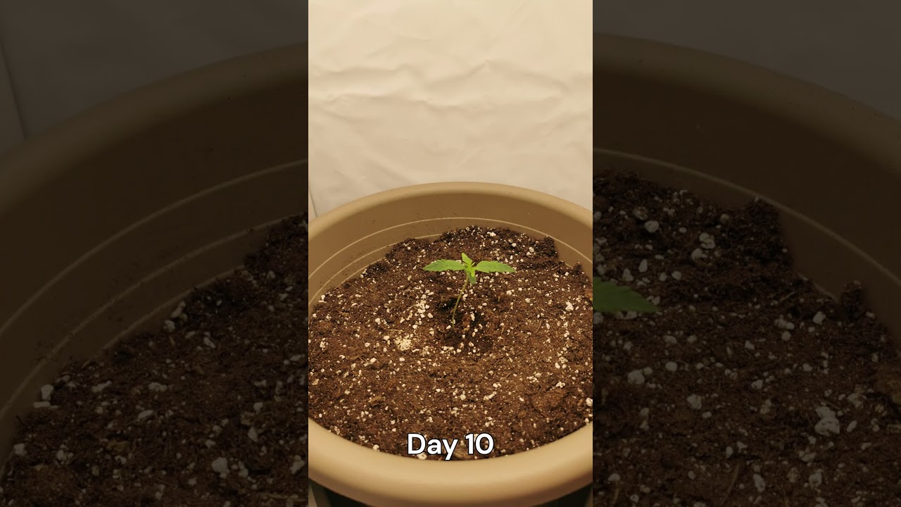 Cannabis Timelapse | 30 Days Wedding Cake Auto