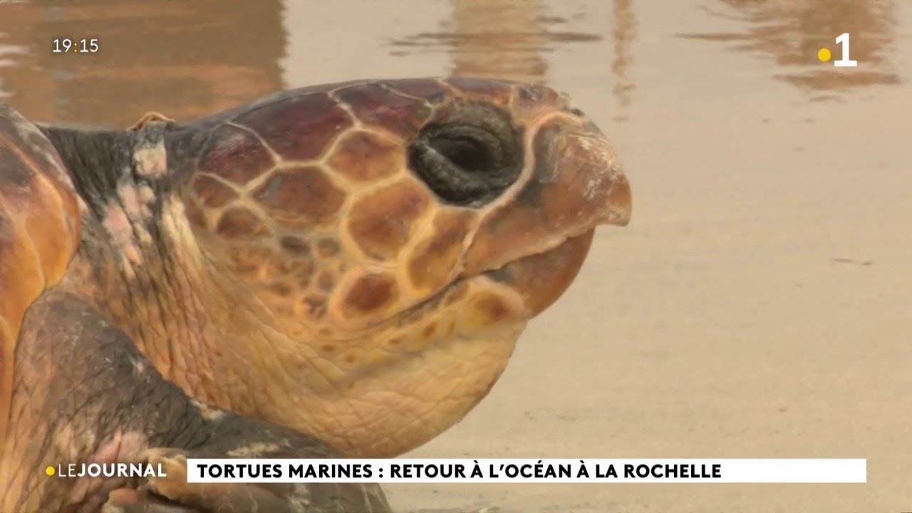 Tortues marines : retour à l'océan à La Rochelle