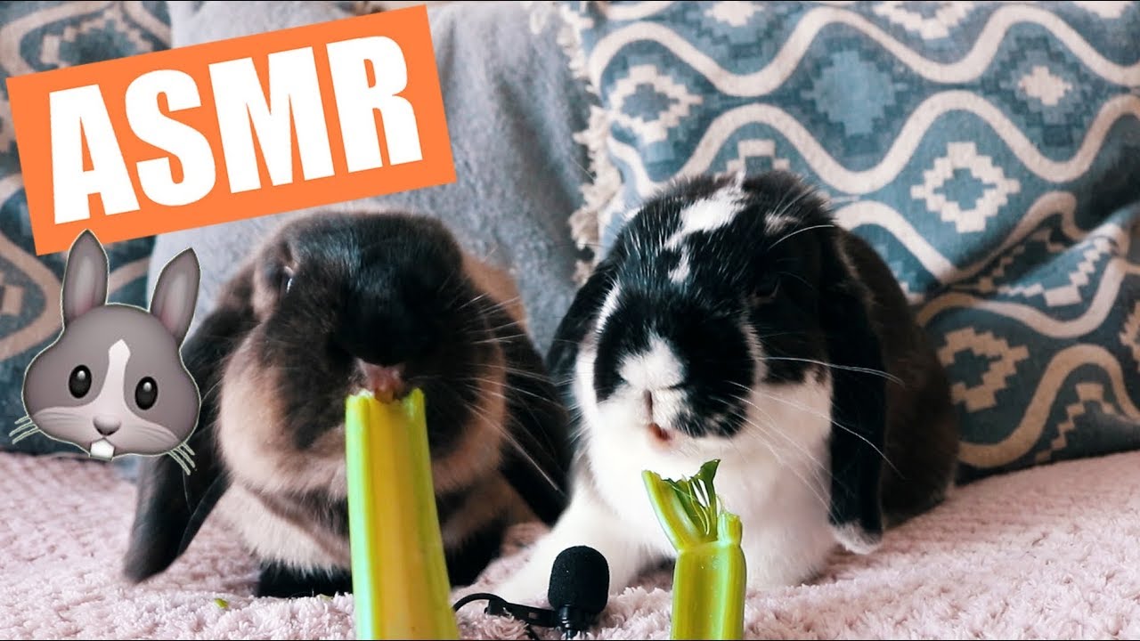 ASMR mes lapines mangent du c&eacute;leri / RABBITS EATING CRUNCHY CELERY