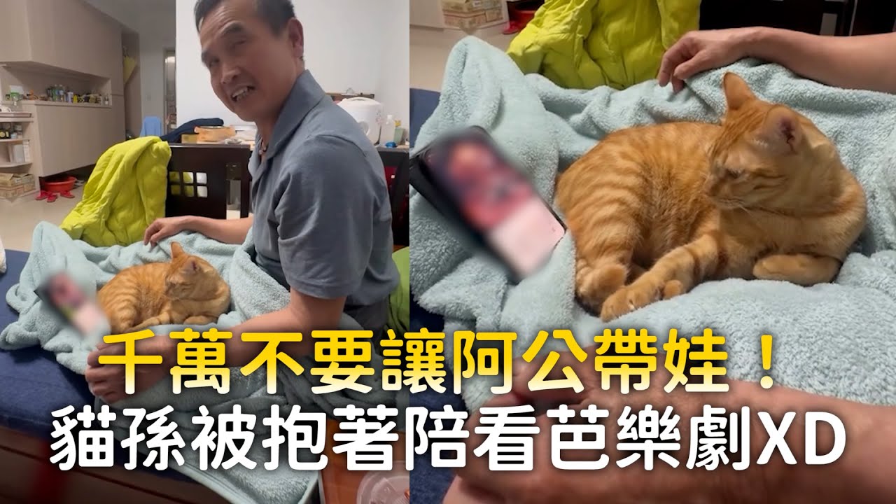 千萬不要讓阿公帶娃！　貓孫被抱著陪看芭樂劇XD