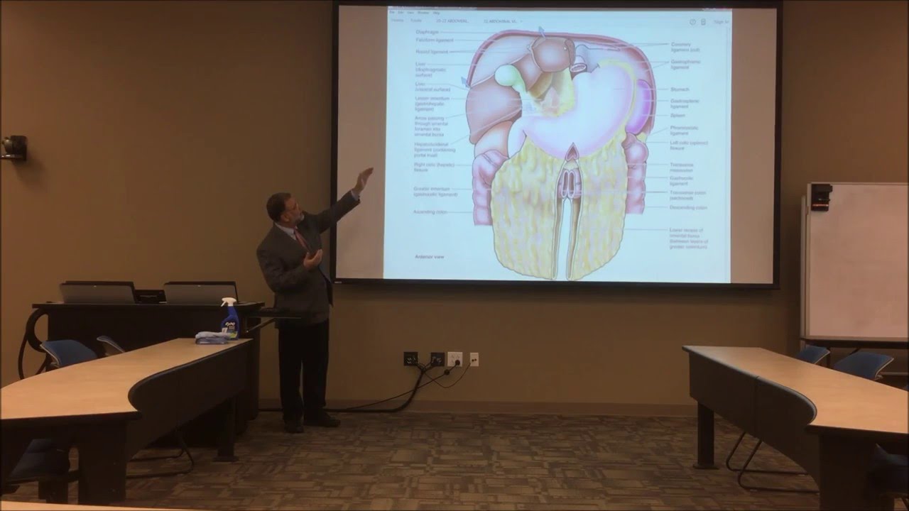 Abdominal Viscera