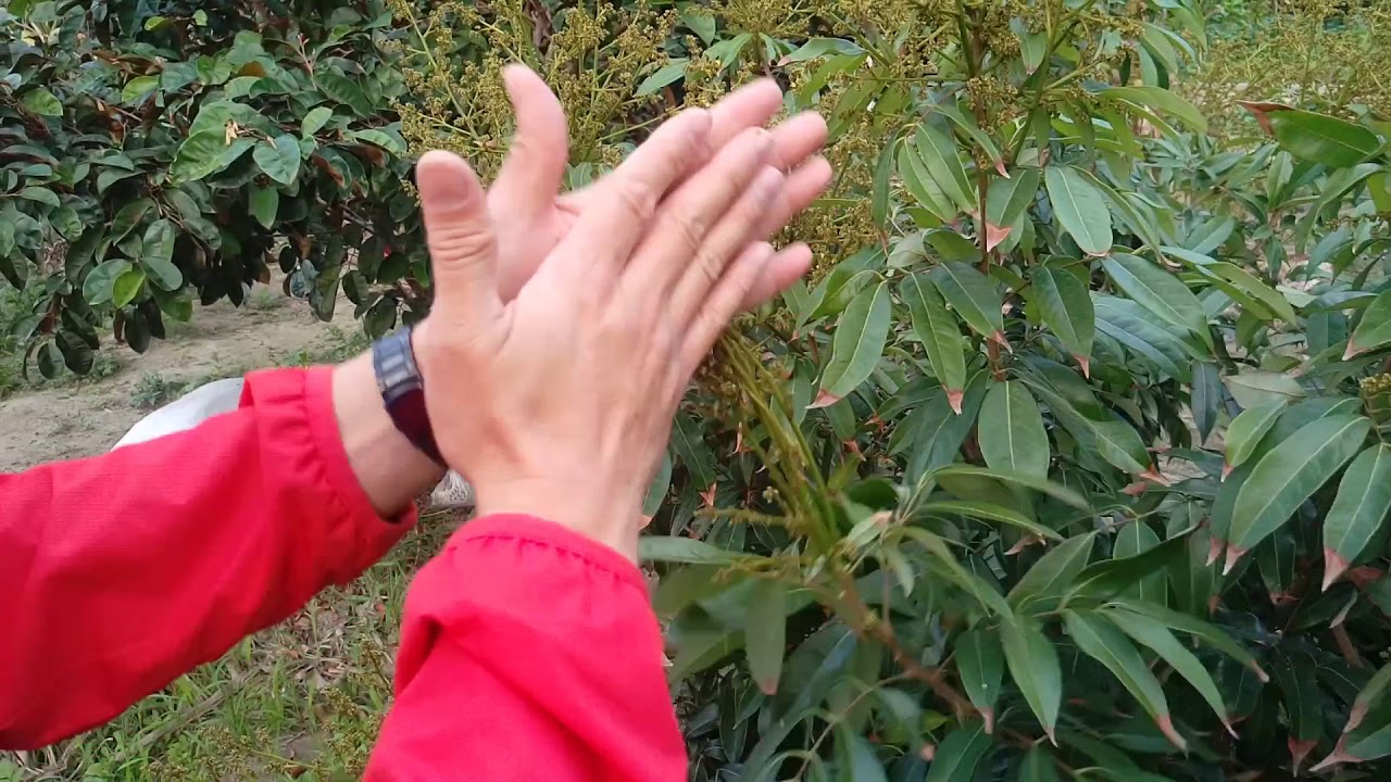 玉荷包荔枝疏花方式分享