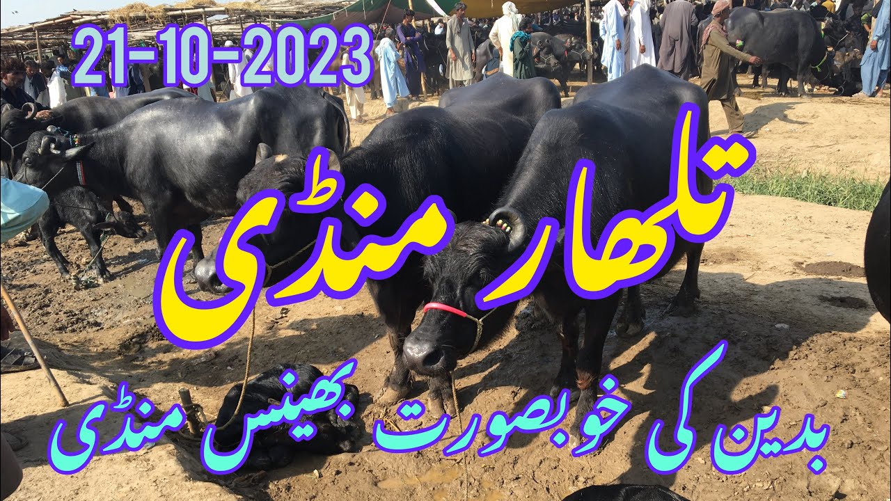 Talhar Buffalos Mandi ||Talhar Mandi update ||Talhar Bhains Mandi update