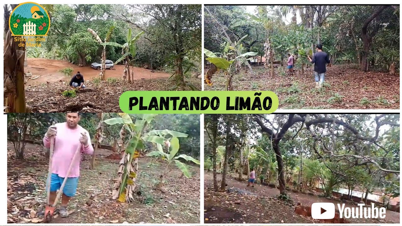 HOJE ESTAMOS PLANTANDO LIMÃO