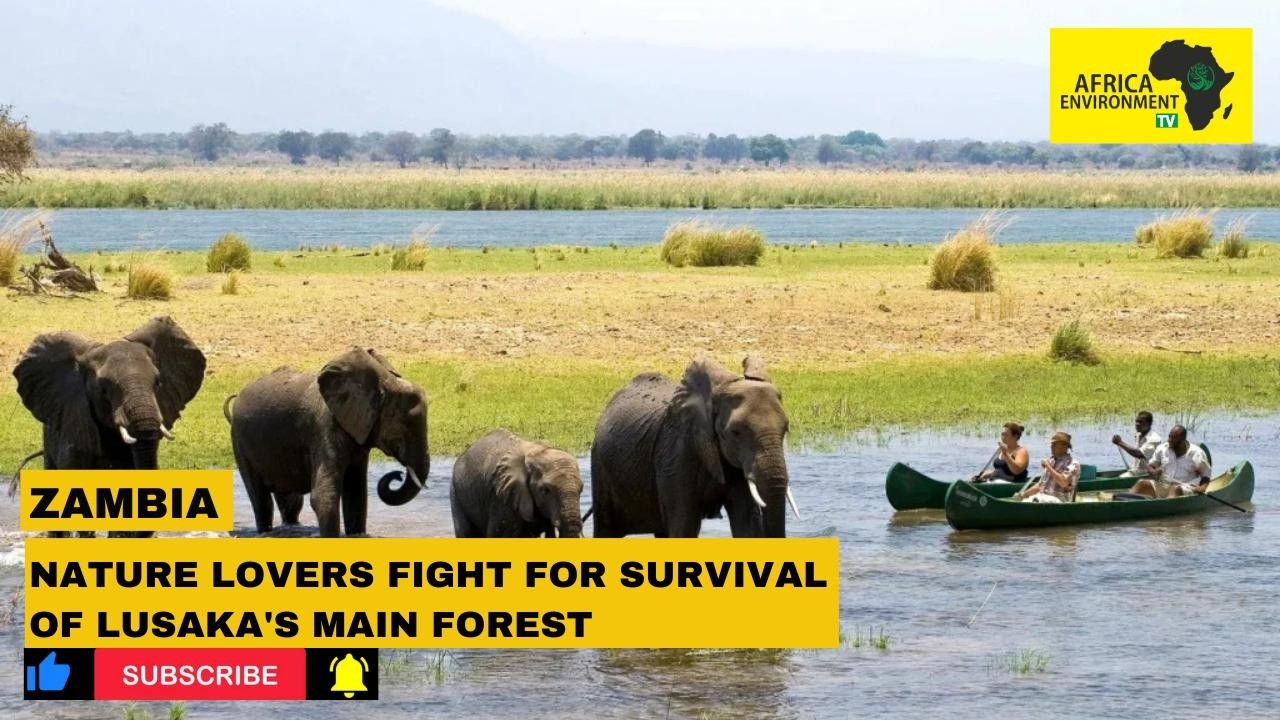 Zambia | Nature lovers fight for survival of Lusaka's main forest
