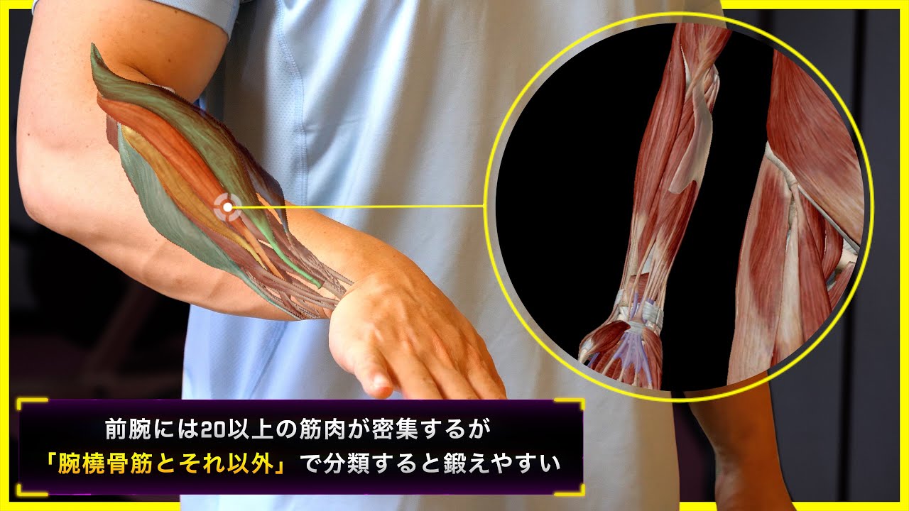 【筋トレ】前腕を鍛える上で、絶対に知っておくべき知識をあなたに。