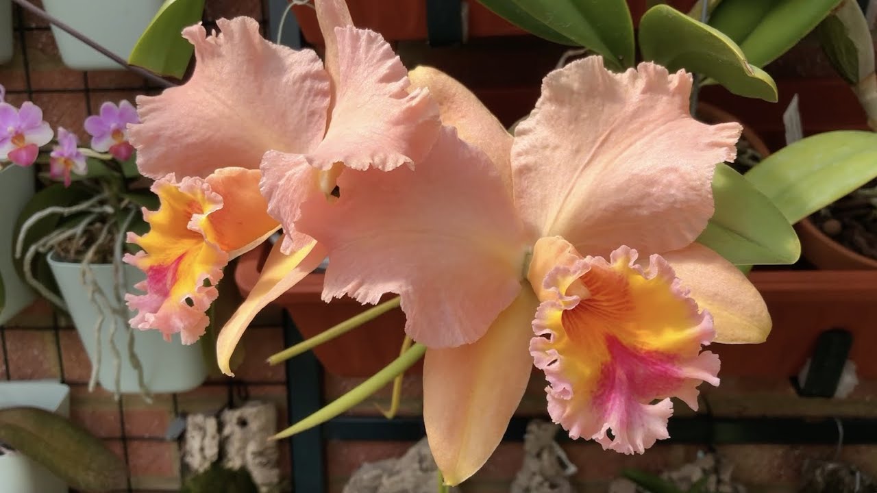 L. jongheana alba, Catt. George King 
