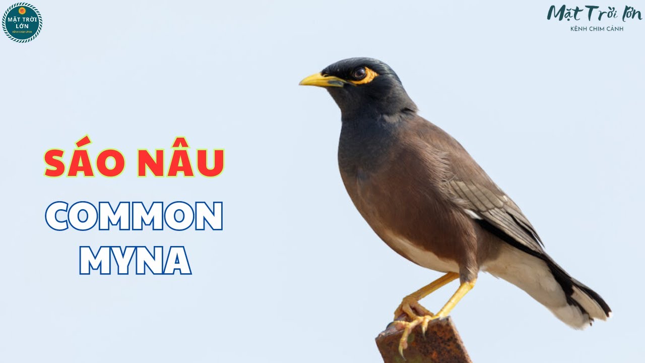 ✅Tiếng chim Sáo nâu gọi bầy | Tiếng chim Sáo ✅Common Myna call | นกเอี้ยงสาริกา #Saonau #commonmyna