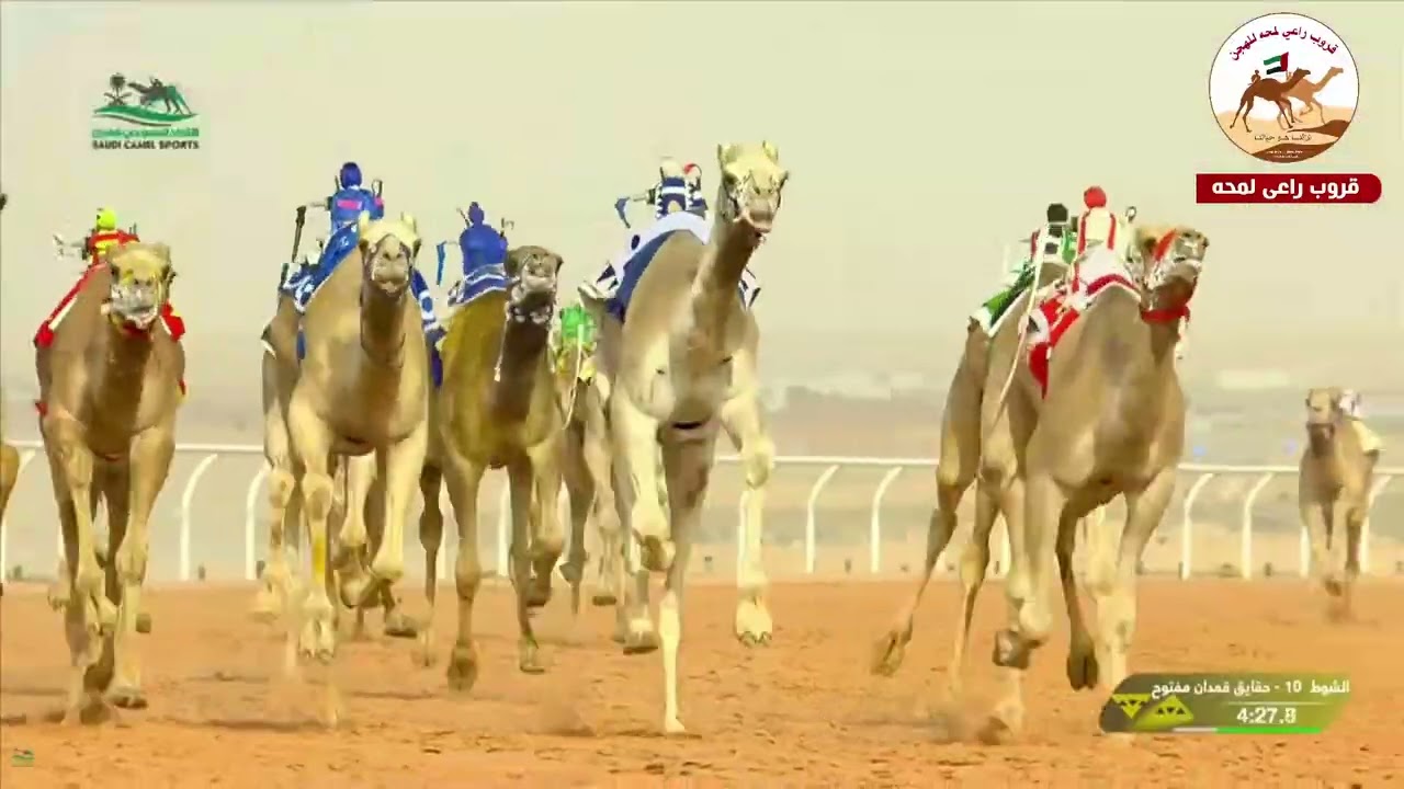 الشوط 10 الفارق لـ فلاح جلوي سبعان العجمي  6:08:05( مهرجان خادم الحرمين الشريفين 2026 )