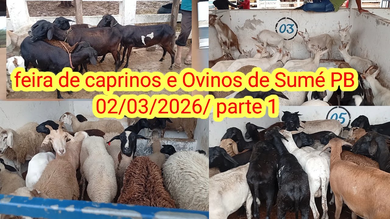 Feira de caprinos e Ovinos de Sumé PB 02/03/2026/ parte 1