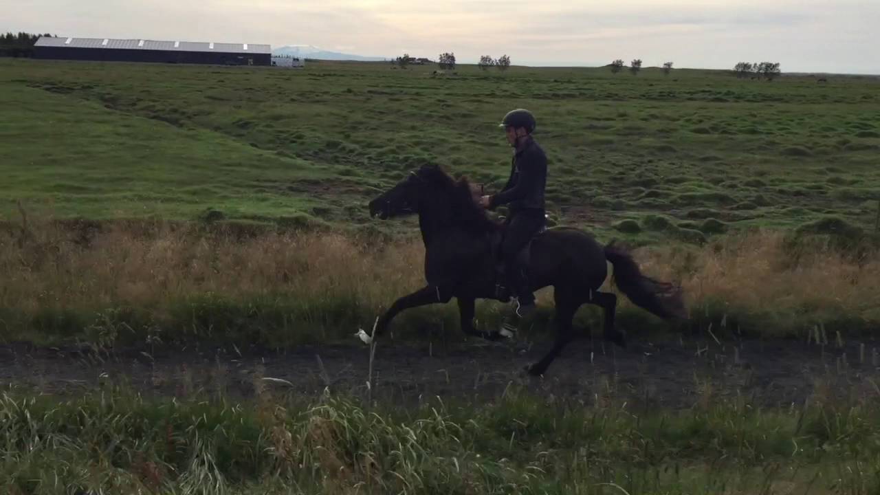 Sonja frá Vakurstöðum