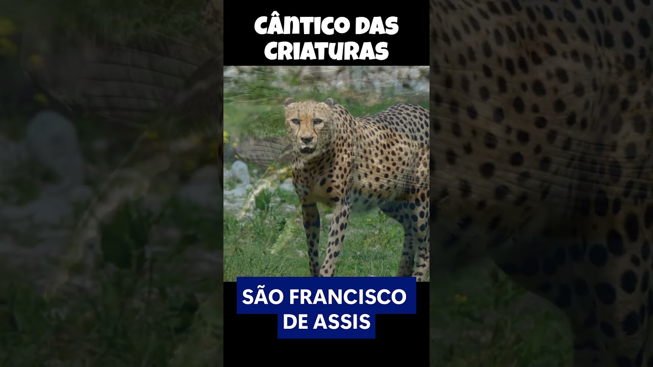 Cântico das Criaturas São Francisco de  Assis - #freigilson #catolicos #nossasenhora #catolicismo