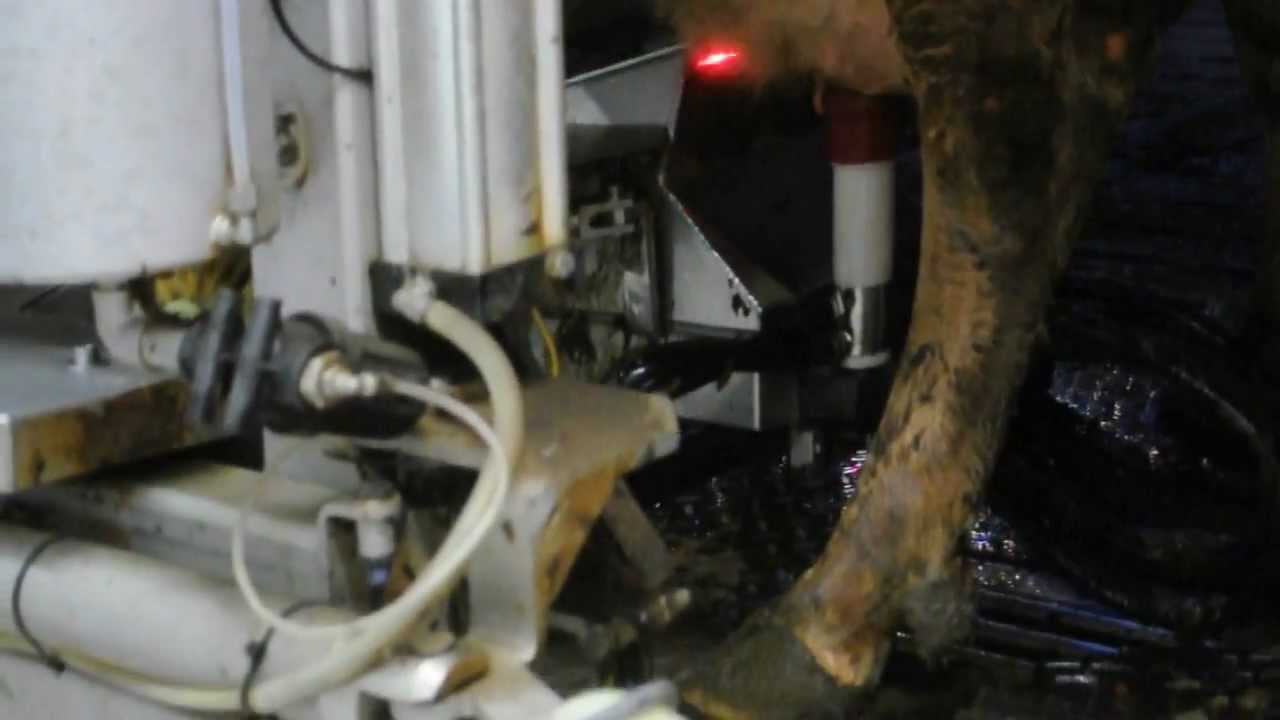 Cow milking on Iceland farm